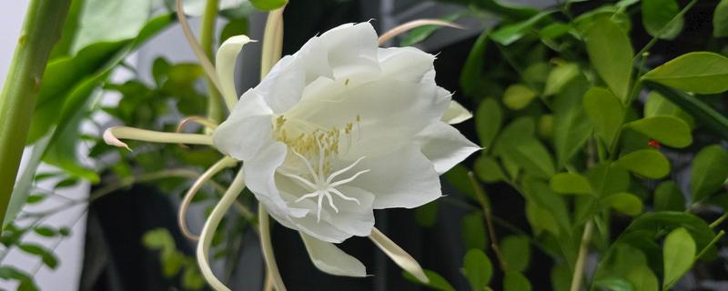 昙花的花语是什么，寓意永恒的爱、执着追求等