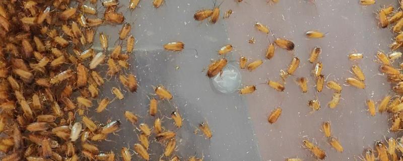 樱桃蟑螂的卵多久可以孵化，通常需要1个月左右