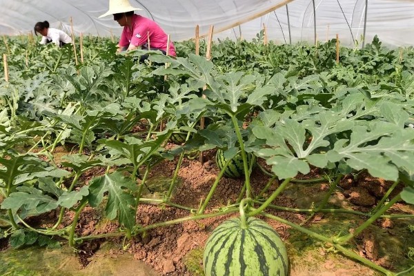 种西瓜的前景，当前已经趋于饱和