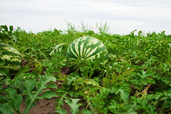 种西瓜的前景，当前已经趋于饱和