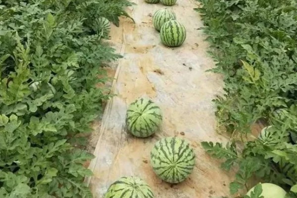 种西瓜的前景，当前已经趋于饱和