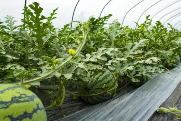 种西瓜的前景，当前已经趋于饱和