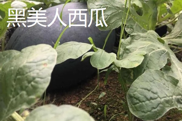 种西瓜的前景，当前已经趋于饱和