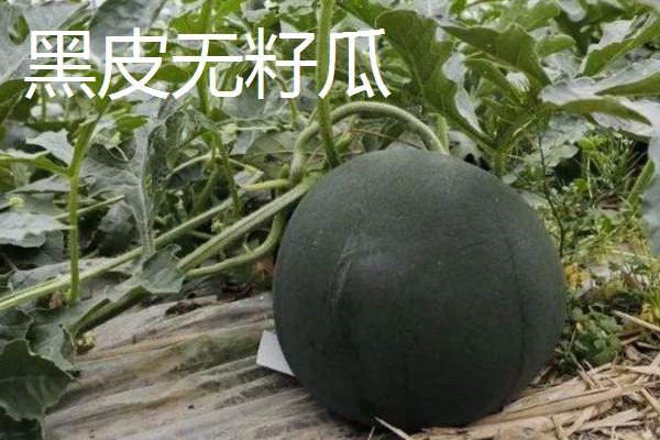 种西瓜的前景，当前已经趋于饱和