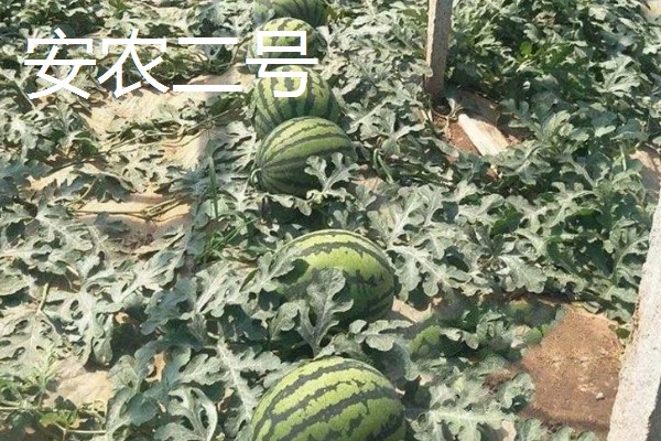 种西瓜的前景，当前已经趋于饱和