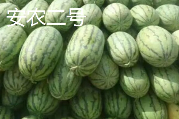 种西瓜的前景，当前已经趋于饱和