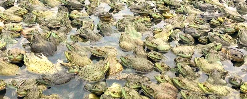 牛蛙最大可以长到几斤，最大可长到4斤左右