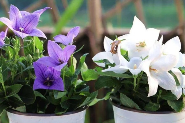 桔梗花的养殖方法，春秋季节每隔4-5天浇一次水