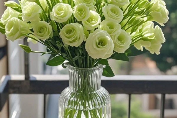 桔梗花的养殖方法，春秋季节每隔4-5天浇一次水