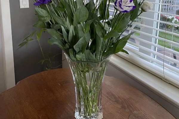 桔梗花的养殖方法，春秋季节每隔4-5天浇一次水