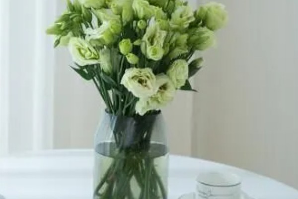 桔梗花的养殖方法，春秋季节每隔4-5天浇一次水