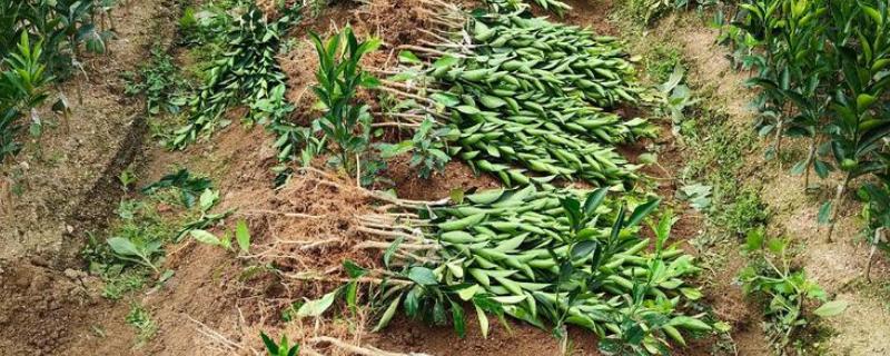 陈皮柑怎么种植，每年至少追肥3次