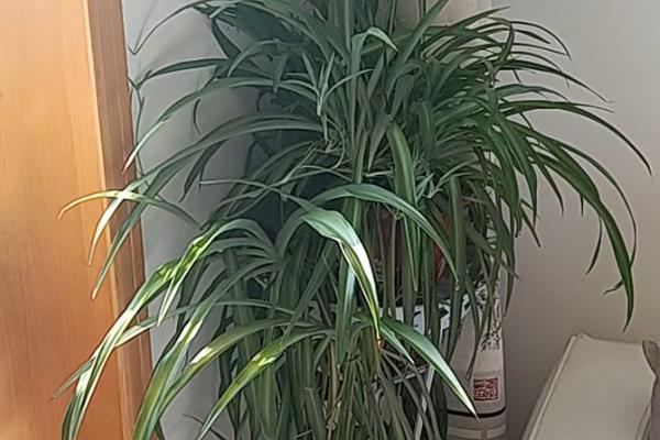 吊兰放在什么地方风水好，厨房、客厅、朝北的房间都可以摆放