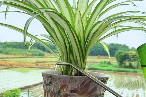 吊兰放在什么地方风水好，厨房、客厅、朝北的房间都可以摆放