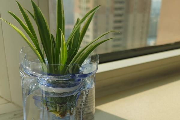 吊兰放在什么地方风水好，厨房、客厅、朝北的房间都可以摆放