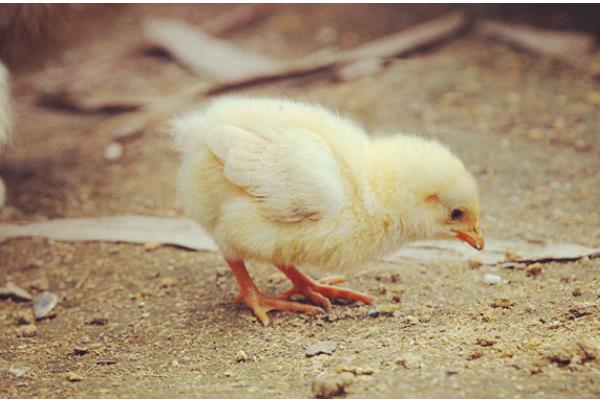 小鸡有没有饱腹感，吃饱后就不会进食
