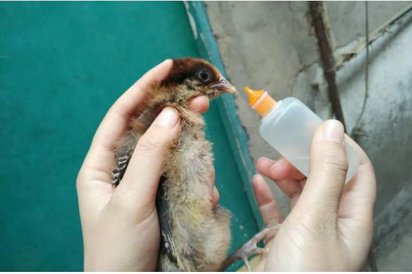 小鸡有没有饱腹感，吃饱后就不会进食