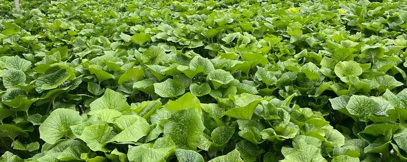 山葵有哪些种植条件，喜阴多湿的环境