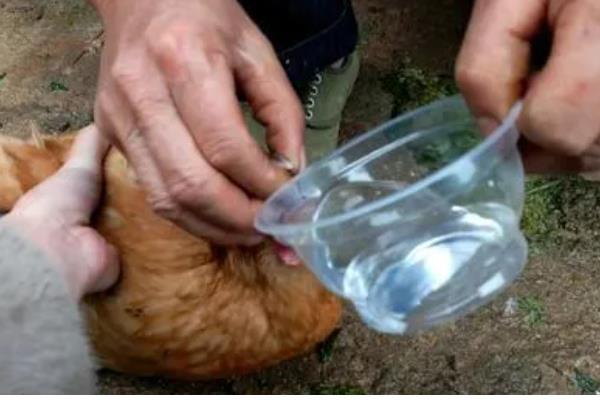 小鸡有没有饱腹感，吃饱后就不会进食