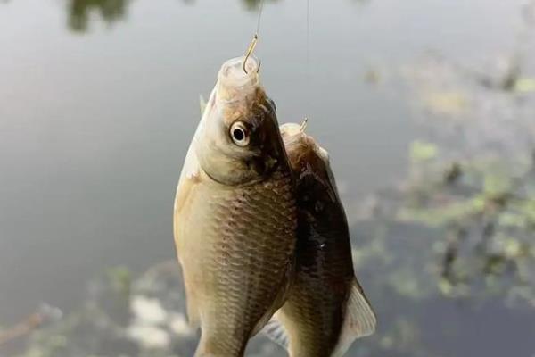 深秋钓鲫鱼的技巧，大部分情况都要钓深