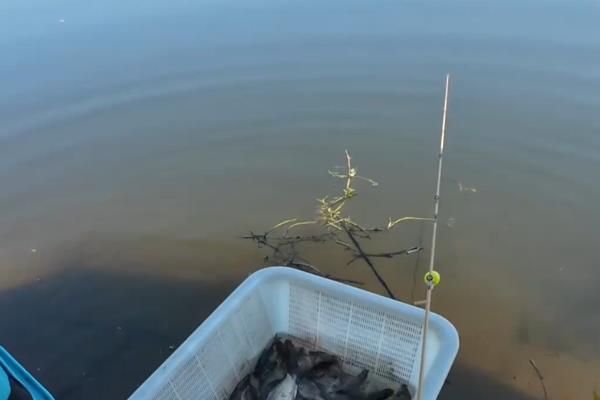 深秋钓鲫鱼的技巧，大部分情况都要钓深