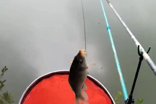 深秋钓鲫鱼的技巧，大部分情况都要钓深