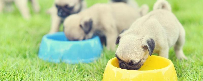 小狗能不能喝牛奶粉，饲喂后容易引发拉稀、呕吐等症状