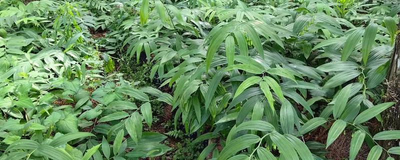 黄精适合栽在哪些地区，适合种植在湖北、四川、贵州等地