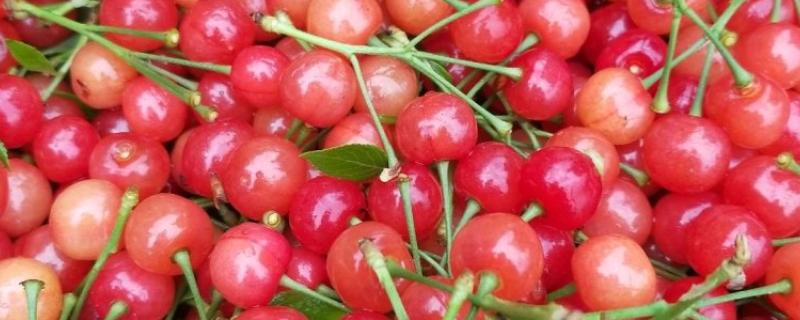 南阳樱桃品种简介，是日本选育的极晚熟品种