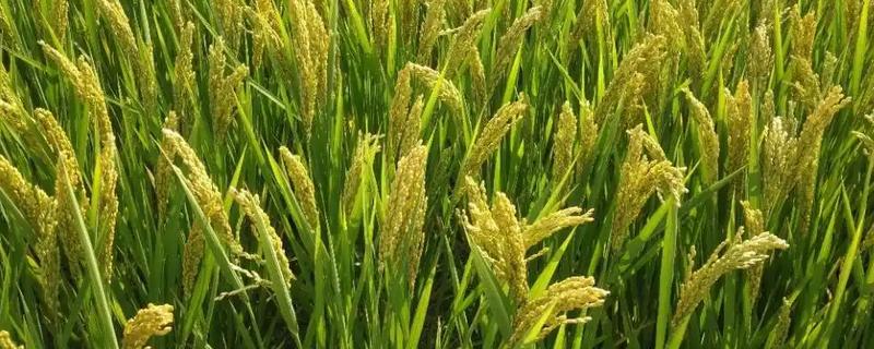 水稻灌浆期用什么叶面肥，可喷洒无氮或者激素类的叶面肥