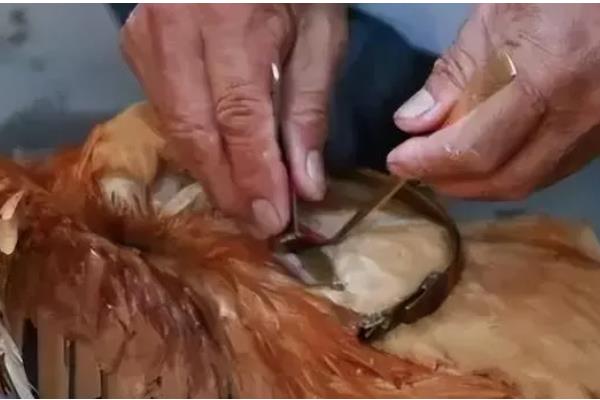 小鸡有没有饱腹感，吃饱后就不会进食