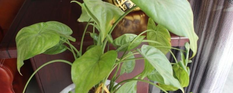 滴水观音夏季怎么养护，每天接受2-3小时的散射光