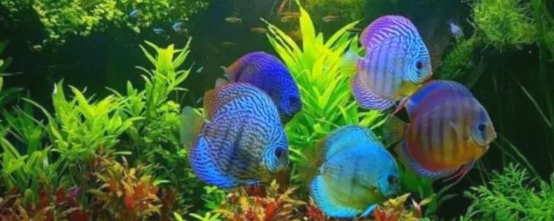 神仙鱼可以吃孔雀鱼饲料吗，可以选择专用的饲料来投喂