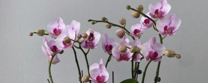 蝴蝶兰叶片变黄的原因，可能是光照太强所致