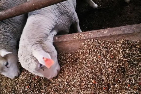 瘦弱羊怎么喂，精饲料与粗饲料可以互相结合