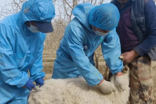 瘦弱羊怎么喂，精饲料与粗饲料可以互相结合
