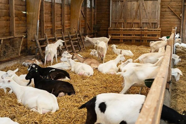 瘦弱羊怎么喂，精饲料与粗饲料可以互相结合