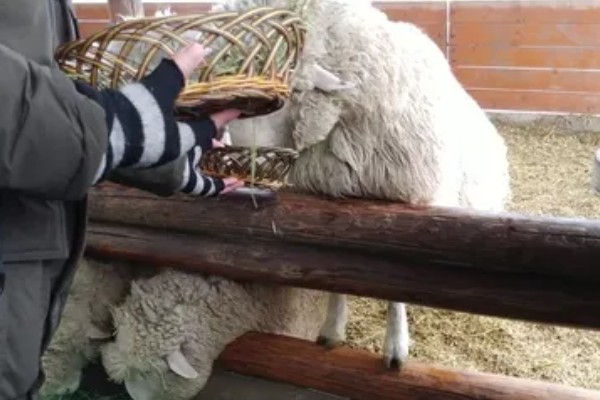 瘦弱羊怎么喂，精饲料与粗饲料可以互相结合