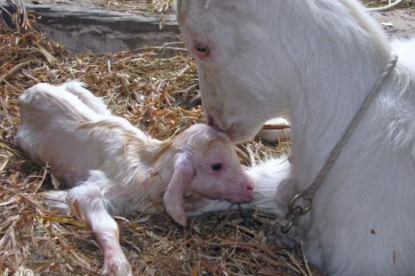 瘦弱羊怎么喂，精饲料与粗饲料可以互相结合