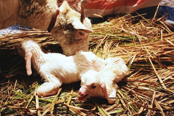 瘦弱羊怎么喂，精饲料与粗饲料可以互相结合