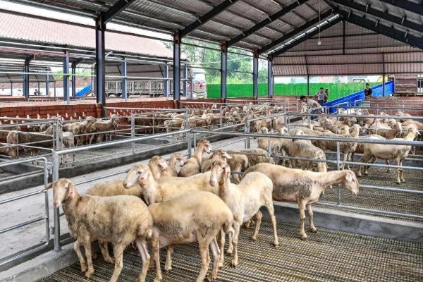 瘦弱羊怎么喂，精饲料与粗饲料可以互相结合