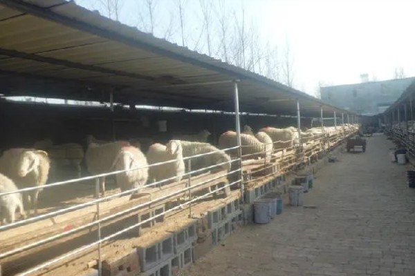 瘦弱羊怎么喂，精饲料与粗饲料可以互相结合