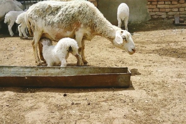 瘦弱羊怎么喂，精饲料与粗饲料可以互相结合