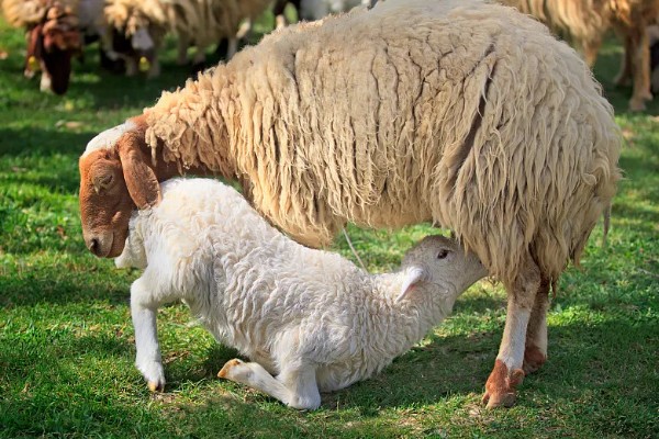 瘦弱羊怎么喂，精饲料与粗饲料可以互相结合