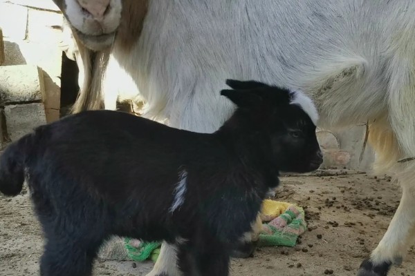 瘦弱羊怎么喂，精饲料与粗饲料可以互相结合