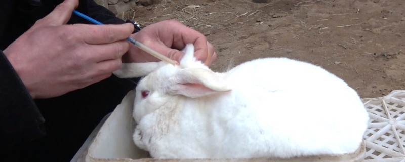 怎么保证兔子疫苗的质量，要通过正规途径购买