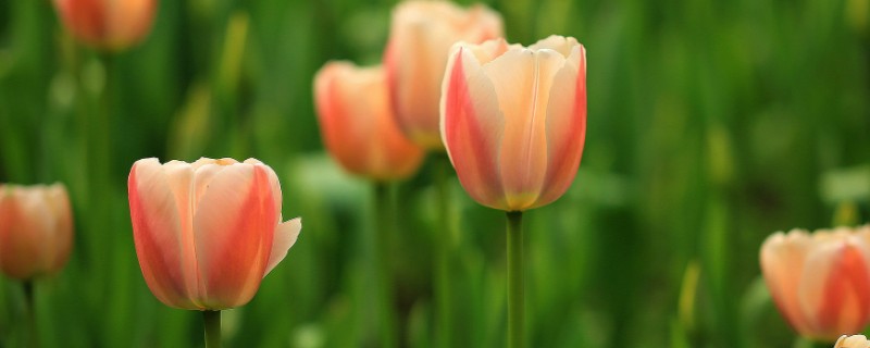 如何栽培郁金香，花期要增加浇水量