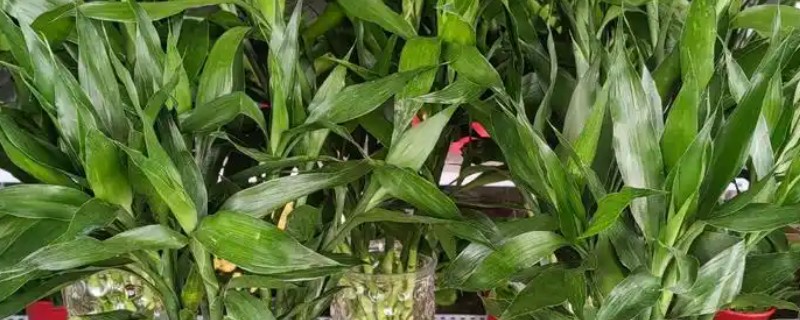 怎么养富贵竹，可水养也可土养