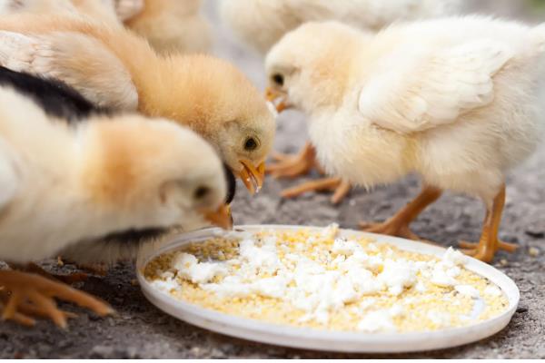 小鸡有没有饱腹感，吃饱后就不会进食