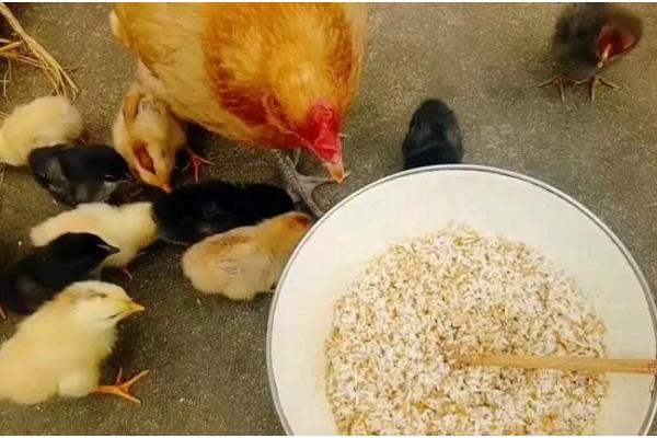 小鸡有没有饱腹感，吃饱后就不会进食